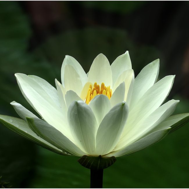 White lotus 2