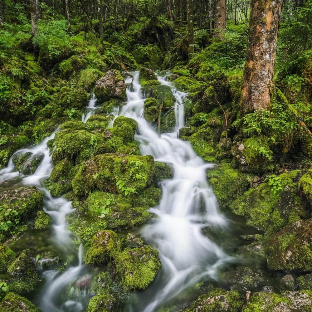 stream-in-forest-in-ramsau-berchtesgaden-bavaria-2024-10-17-18-37-37-utc